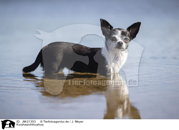 Kurzhaarchihuahua / shorthaired Chihuahua / JM-21353