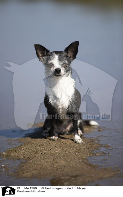 Kurzhaarchihuahua / shorthaired Chihuahua / JM-21360