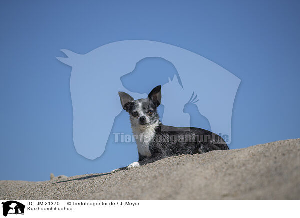 Kurzhaarchihuahua / shorthaired Chihuahua / JM-21370