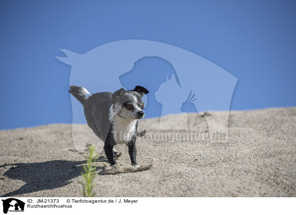 Kurzhaarchihuahua / shorthaired Chihuahua / JM-21373