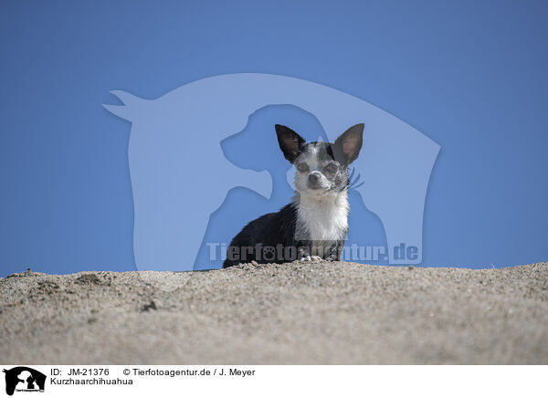 Kurzhaarchihuahua / shorthaired Chihuahua / JM-21376