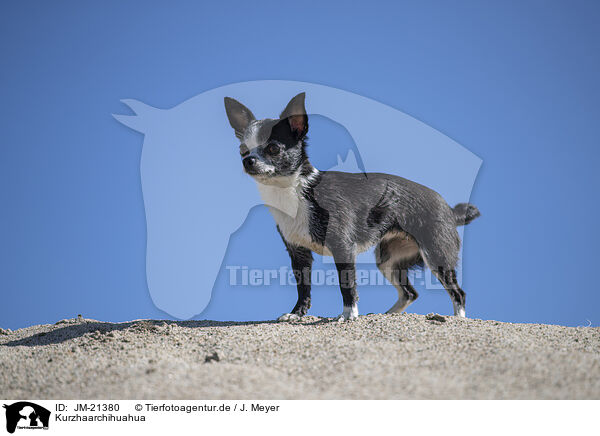 Kurzhaarchihuahua / shorthaired Chihuahua / JM-21380