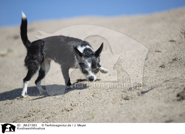 Kurzhaarchihuahua / shorthaired Chihuahua / JM-21383