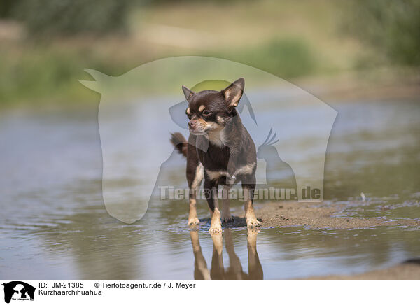 Kurzhaarchihuahua / shorthaired Chihuahua / JM-21385