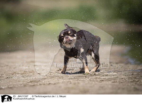 Kurzhaarchihuahua / shorthaired Chihuahua / JM-21397