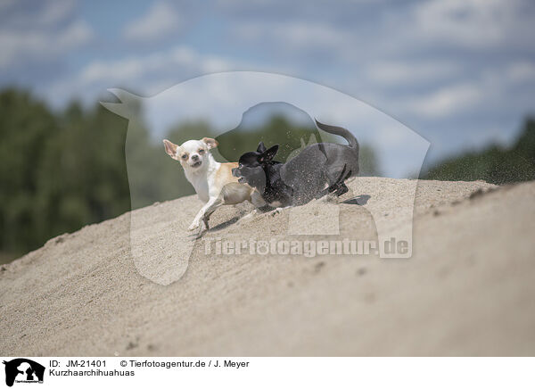 Kurzhaarchihuahuas / shorthaired Chihuahuas / JM-21401