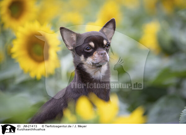 Kurzhaarchihuahua / shorthaired Chihuahua / JM-21413
