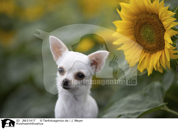 Kurzhaarchihuahua / shorthaired Chihuahua / JM-21417