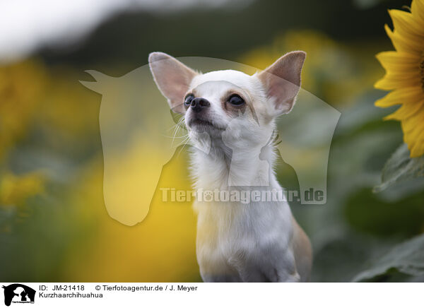Kurzhaarchihuahua / JM-21418