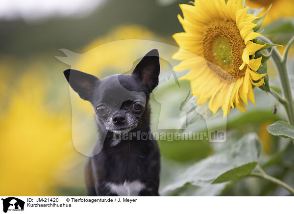 Kurzhaarchihuahua / JM-21420