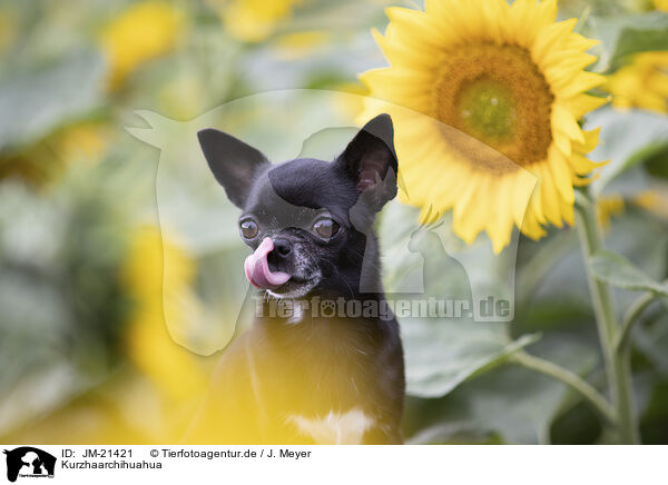 Kurzhaarchihuahua / JM-21421