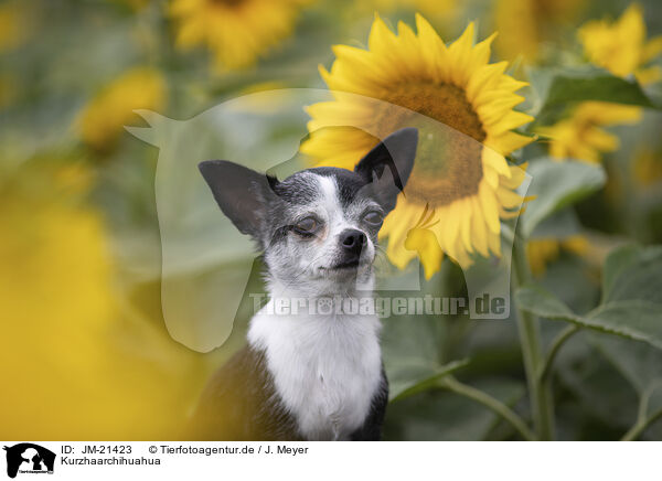 Kurzhaarchihuahua / JM-21423