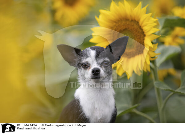 Kurzhaarchihuahua / shorthaired Chihuahua / JM-21424