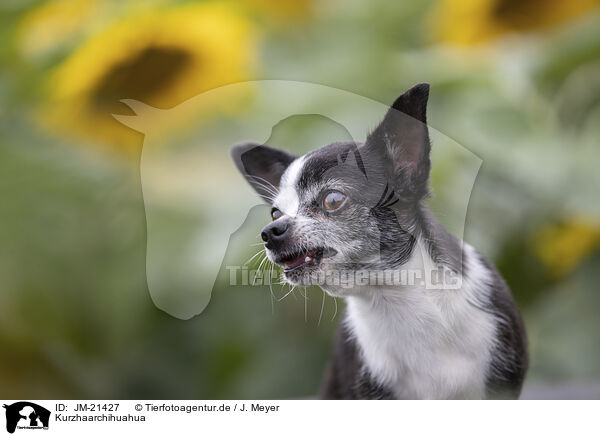 Kurzhaarchihuahua / shorthaired Chihuahua / JM-21427