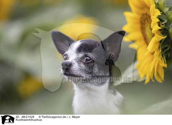 Kurzhaarchihuahua / shorthaired Chihuahua / JM-21428
