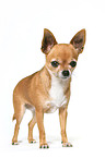 stehender Chihuahua