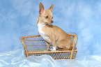 sitzender Chihuahua