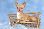 liegender Chihuahua