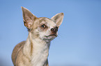 Kurzhaarchihuahua Portrait