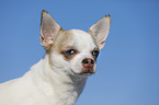 Kurzhaarchihuahua Portrait
