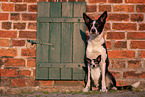 Hunde