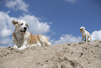 Hunde