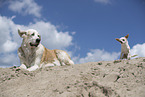 Hunde