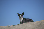 Kurzhaarchihuahua