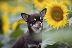 Kurzhaarchihuahua