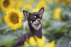 Kurzhaarchihuahua