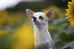 Kurzhaarchihuahua
