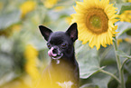 Kurzhaarchihuahua