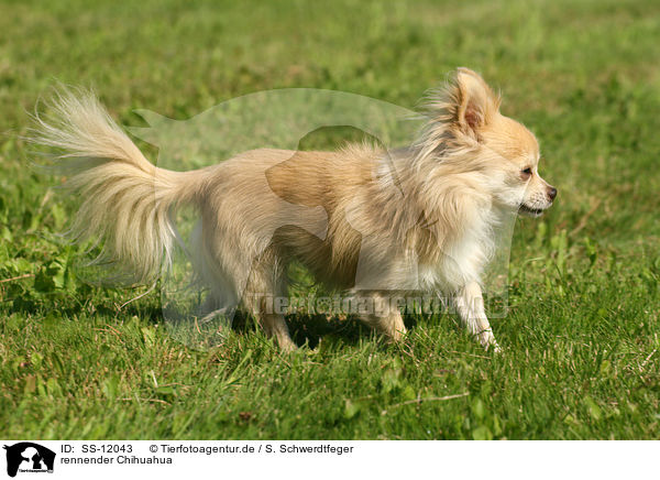 rennender Chihuahua / running longhaired Chihuahua / SS-12043