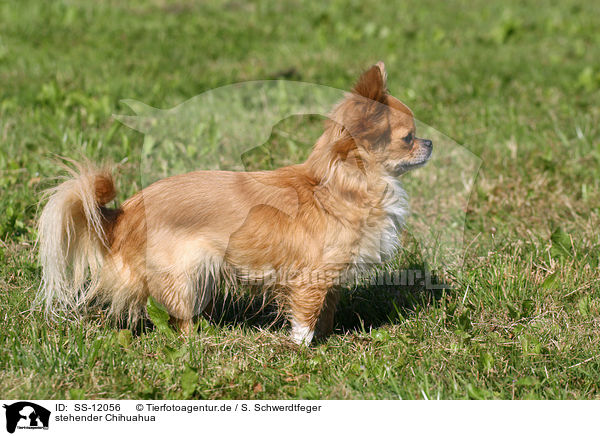stehender Chihuahua / standing longhaired Chihuahua / SS-12056