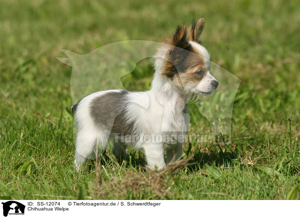 Chihuahua Welpe / Chihuahua Puppy / SS-12074