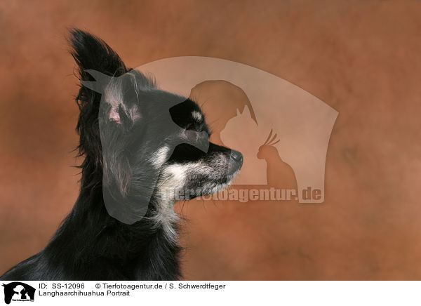 Langhaarchihuahua Portrait / longhaired Chihuahua Portrait / SS-12096