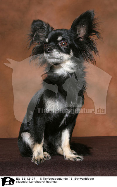 sitzender Langhaarchihuahua / sitting longhaired Chihuahua / SS-12107