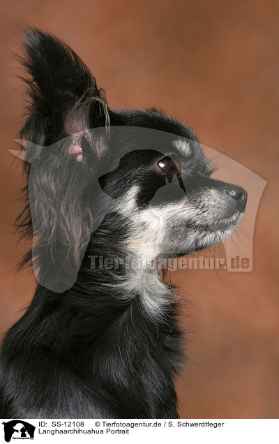 Langhaarchihuahua Portrait / longhaired Chihuahua Portrait / SS-12108