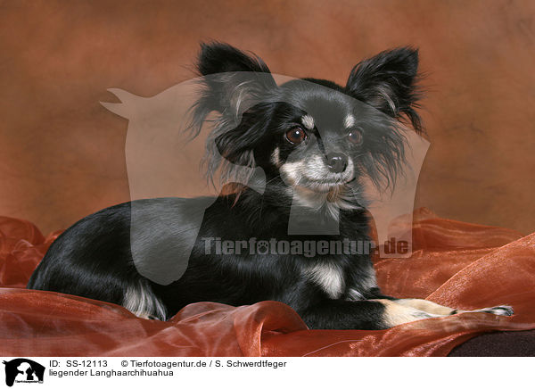 liegender Langhaarchihuahua / lying longhaired Chihuahua / SS-12113