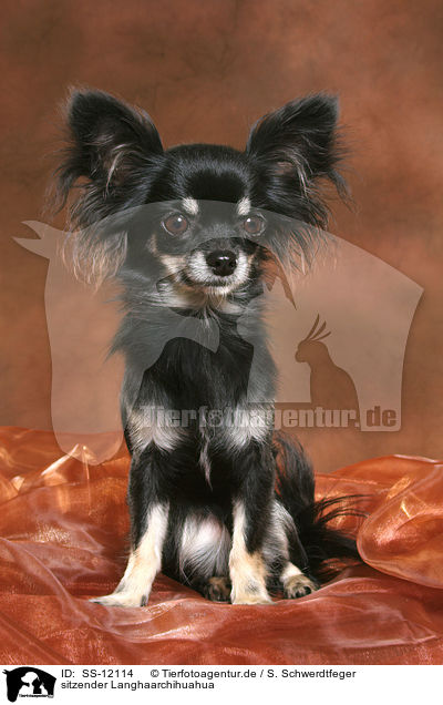 sitzender Langhaarchihuahua / sitting longhaired Chihuahua / SS-12114
