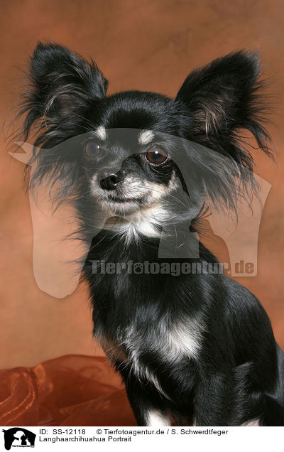 Langhaarchihuahua Portrait / longhaired Chihuahua Portrait / SS-12118