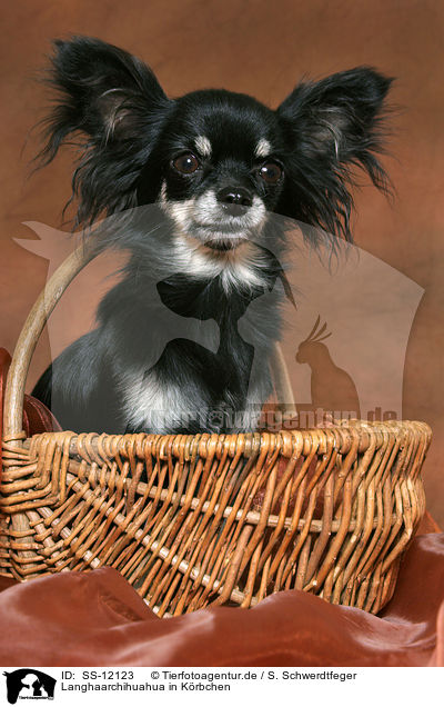 Langhaarchihuahua in Krbchen / longhaired Chihuahua in basket / SS-12123