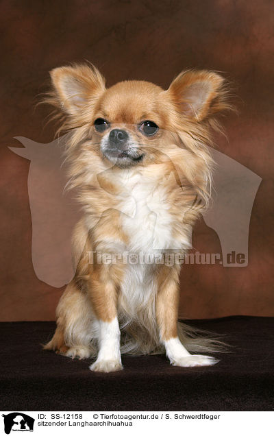 sitzender Langhaarchihuahua / sitting longhaired Chihuahua / SS-12158