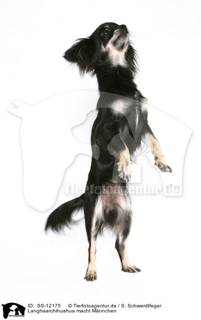 Langhaarchihuahua macht Mnnchen / begging longhaired Chihuahua / SS-12175