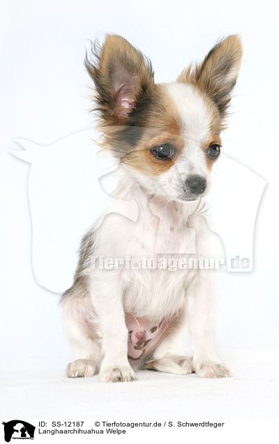 Langhaarchihuahua Welpe / longhaired Chihuahua puppy / SS-12187