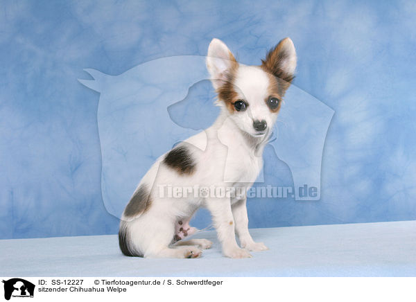sitzender Chihuahua Welpe / SS-12227