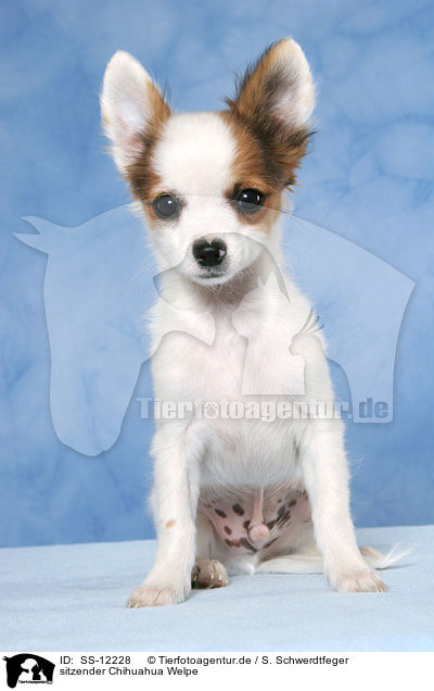 sitzender Chihuahua Welpe / sitting Chihuahua puppy / SS-12228