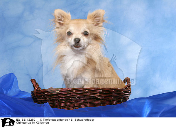 Chihuahua im Krbchen / Chihuahua in basket / SS-12252