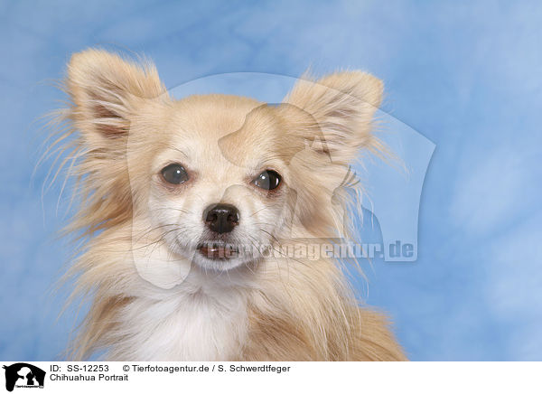Chihuahua Portrait / SS-12253
