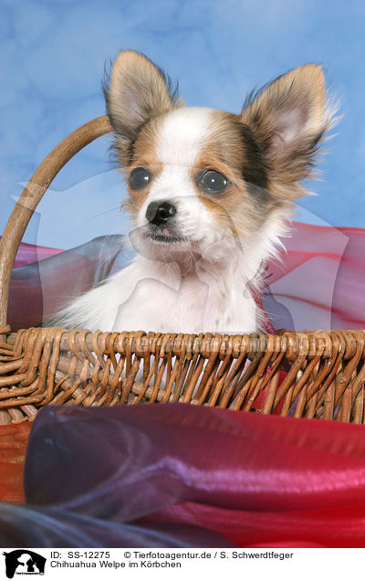 Chihuahua Welpe im Krbchen / Chihuahua puppy in basket / SS-12275